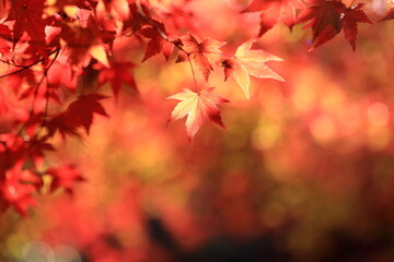 日本の秋の紅葉