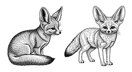 Fennec fox line art with large ears in sitting and standing