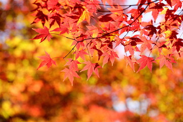 日本の秋の紅葉