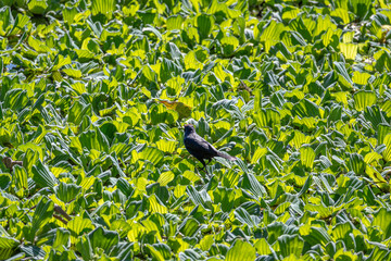 Blackbird, beautiful blackbird amidst aquatic plants in a city in Brazil, Natural light, selective focus.