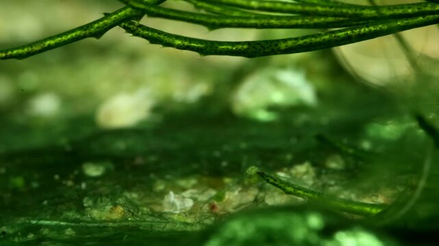 Backswimmer adult (Notonecta sp.) underwater, briefly resting in some aquatic vegetation before swimming away, extreme macro close-up. 