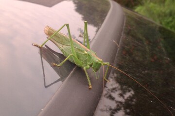 Green Traveler on a Car Roof
