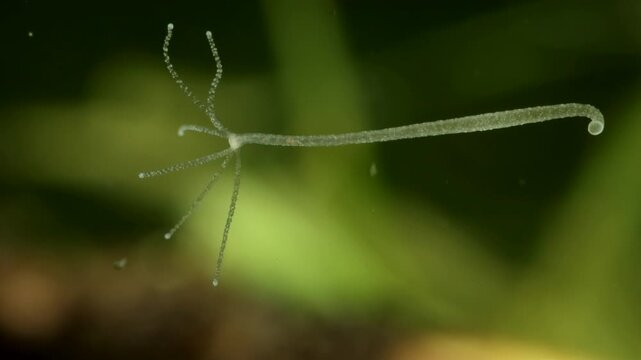 Hydra (Hydrozoa) underwater, attached to glass, delicate tentacles slowly moving, extreme macro close-up. 
