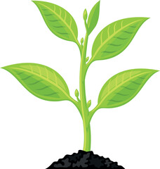 A green plant with a stem and leaves is growing in the dirt