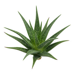Obraz premium Vibrant Aloe Vera Plant Isolated on White Background