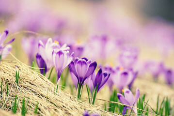 Spring crocus flowers in the grass, Easter seasonal background