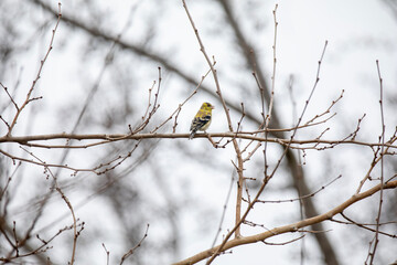 An American goldfinch (spinus tristis) perched in a tree on a cold winter day.