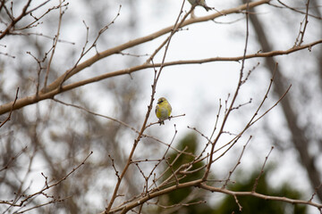 An American goldfinch (spinus tristis) perched in a tree on a cold winter day.