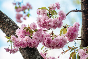 Sakura flowers blooming, spring seasonal Easter background
