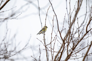 An American goldfinch (spinus tristis) perched in a tree on a cold winter day.