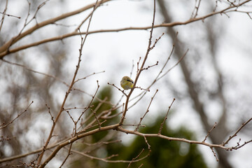 An American goldfinch (spinus tristis) perched in a tree on a cold winter day.