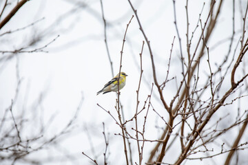 An American goldfinch (spinus tristis) perched in a tree on a cold winter day.