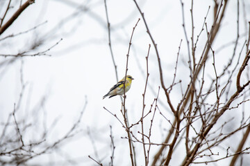 An American goldfinch (spinus tristis) perched in a tree on a cold winter day.