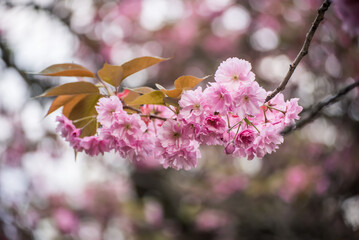 Sakura flowers blooming, spring seasonal Easter background