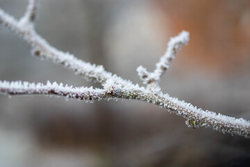 frost on branches