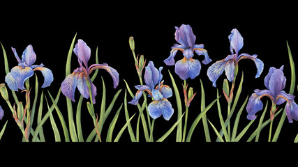 Postcard, template, border with beautiful blue flowers of Iris sibirica (Siberian iris or Siberian flag). Watercolor hand drawn illustration isolated on black background