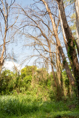 Forest, beautiful details in the middle of the forest in a city in Brazil, natural light, selective focus.