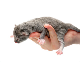 newborn kitten isolated on a white background. The hand holds the kitten.