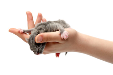 newborn kitten isolated on a white background. The hand holds the kitten.