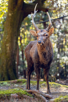 Wild Sika Deer Standing in Forest Light in Nara Park, Japan