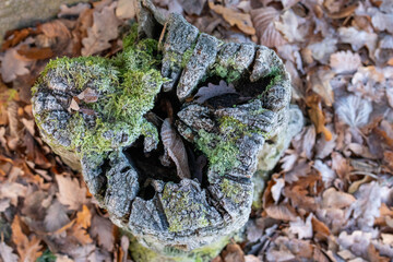 close up of tree bark