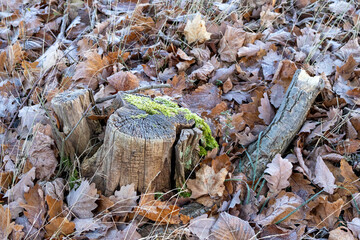 old stump in the forest