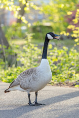 A Canada goose (Branta canadensis) standing on a sunlit path surrounded by fresh green foliage. The soft spring light and natural bokeh convey calmness, urban wildlife charm