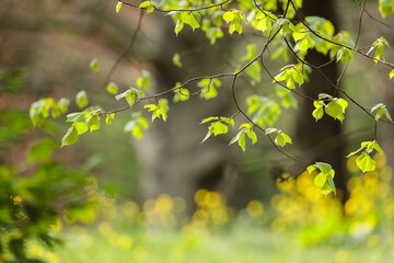 Tender beech leaves (Fagus sylvatica) unfold under soft spring light. The vivid green tones and blurred floral background symbolize renewal, warmth, and the gentle beauty of awakening nature