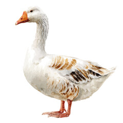 Goose watercolor drawing vector, premium quality illustration on a clean white background.