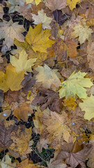 autumn leaves on water