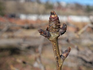 Dormant Winter Buds of Prairie Gem Pear (Pyrus ussuriensis ‘Prairie Gem’) in Late Fall, Colorado
