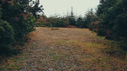 pathway through lush plant life, calm environment featuring dense vegetation and peaceful resting spot