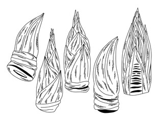 Black and white set of raw edible bamboo shoots on white, outline illustration of vegetables