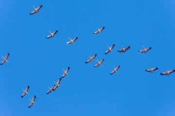 Bandada de grullas volando sobre el cielo azul. Aves migratorias.