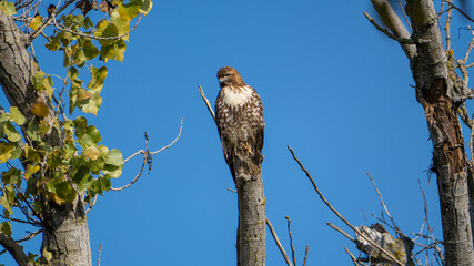 Vigilant Juvenile Red-tailed Hawk Perched Against a Clear Sacramento Sky
