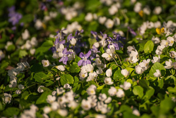 White anemone and violet flowers growing in spring forest, natural seasonal background