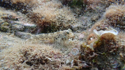Sphynx blenny (Aidablennius sphynx) undersea, Ligurian Sea, Italy, Imperia