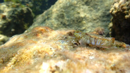 Sphynx blenny (Aidablennius sphynx) undersea, Ligurian Sea, Italy, Imperia