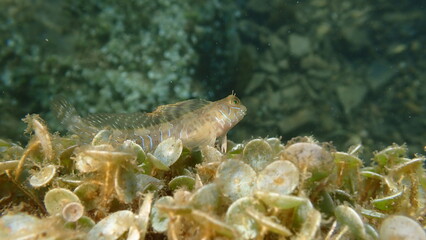 Sphynx blenny (Aidablennius sphynx) undersea, Ligurian Sea, Italy, Imperia