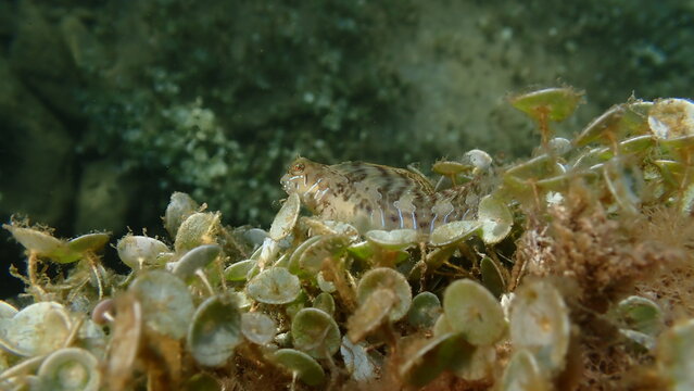Sphynx blenny (Aidablennius sphynx) undersea, Ligurian Sea, Italy, Imperia