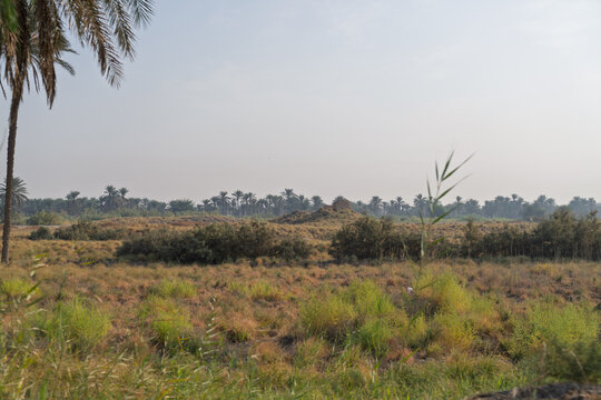 The landscape of Iraqi marshes with ruins of Babylon