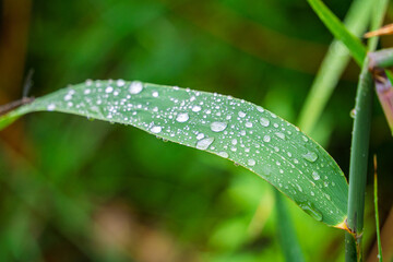 Leaf with raindrops on it