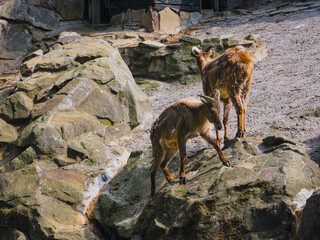 Two young alpine ibexes climbing rocks
