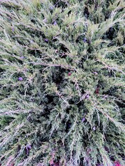 Close-up view of green and purple foliage. The dense plant material showcases a variety of textures and colors, creating a vibrant natural scene.