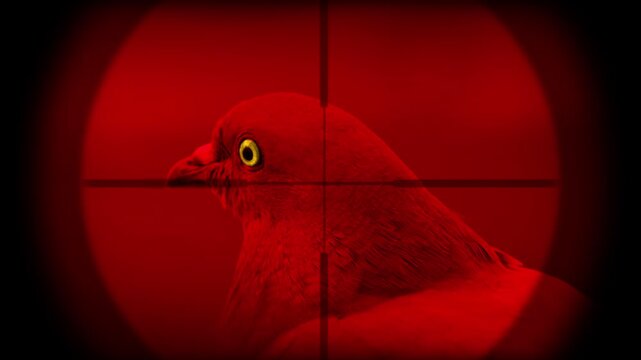 Pigeon In Rifle Sight, Pandemic, Disease Vector Concept