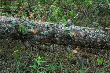Large log covered in moss and lichen