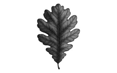 Obraz premium Intricate black and white engraving of an oak leaf in detailed stipple style