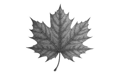 Obraz premium Detailed hand drawn black and white maple leaf in stipple style