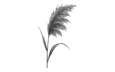 Fototapeta premium Detailed botanical sketch of pampas grass on white background