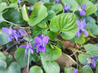 Sweet Violet (Viola odorata) flower